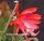 Epiphyllum-Hybr. Oriana