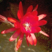 Epiphyllum-Hybr. Osterfeuer PE 108