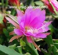 Epiphyllum-Hybr. P. J. Schade