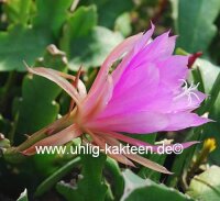 Epiphyllum-Hybr. P. J. Schade