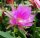 Epiphyllum-Hybr. P. J. Schade