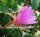 Epiphyllum-Hybr. P. J. Schade