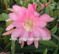 Epiphyllum-Hybr. Padre