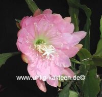 Epiphyllum-Hybr. Padre