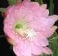 Epiphyllum-Hybr. Padre