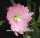 Epiphyllum-Hybr. Padre