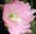 Epiphyllum-Hybr. Padre