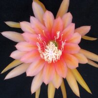 Epiphyllum-Hybr. Painted Desert
