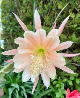 Epiphyllum-Hybr. Painted Desert