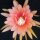 Epiphyllum-Hybr. Painted Desert