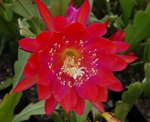 Epiphyllum-Hybr. Party Piece