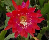 Epiphyllum-Hybr. Party Piece