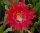 Epiphyllum-Hybr. Party Piece