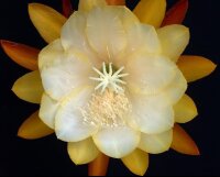 Epiphyllum-Hybr. Paul de Longpre