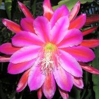 Epiphyllum-Hybr. Paula Knebel