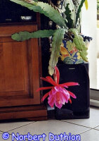 Epiphyllum-Hybr. Paula Knebel