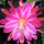 Epiphyllum-Hybr. Paula Knebel