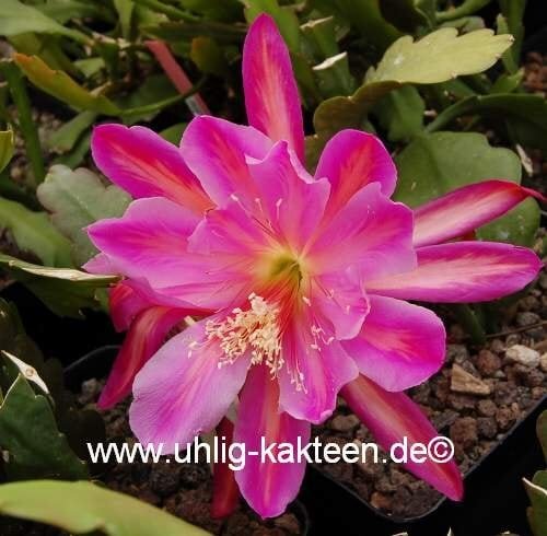 Epiphyllum-Hybr. Pegasus Blüte purpur-orange / purple-orange