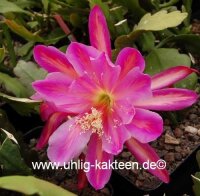 Epiphyllum-Hybr. Pegasus Blüte purpur-orange /...
