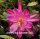 Epiphyllum-Hybr. Pegasus Blüte purpur-orange / purple-orange