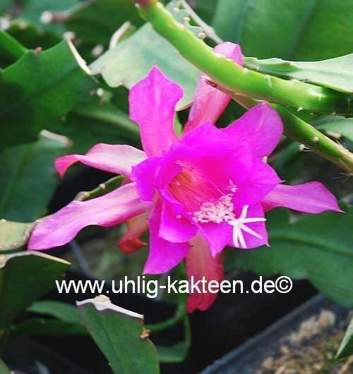 Epiphyllum-Hybr. Pepi Paetz