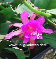 Epiphyllum-Hybr. Pepi Paetz