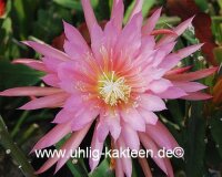 Epiphyllum-Hybr. Pink Plumes