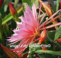 Epiphyllum-Hybr. Pink Plumes