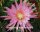 Epiphyllum-Hybr. Pink Plumes