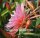 Epiphyllum-Hybr. Pink Plumes