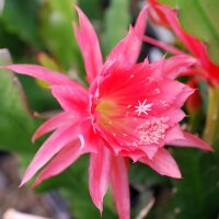Epiphyllum-Hybr. Plissita Paetz