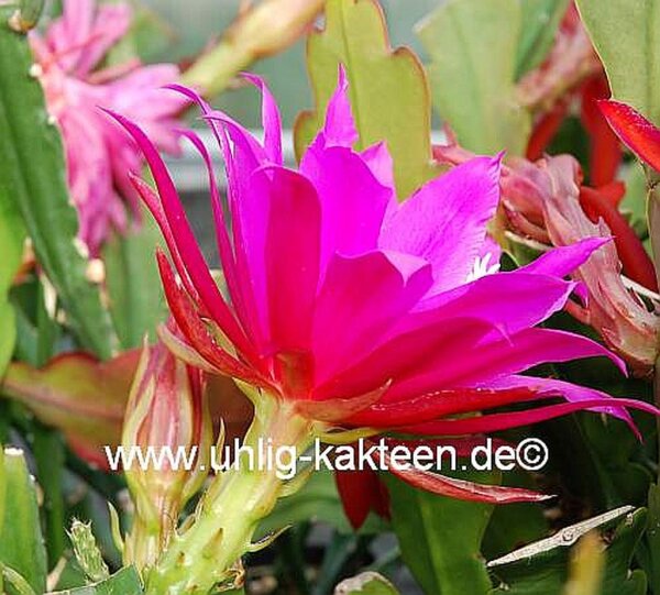Epiphyllum-Hybr. Prof. Ebert