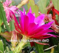 Epiphyllum-Hybr. Prof. Ebert