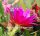 Epiphyllum-Hybr. Prof. Ebert