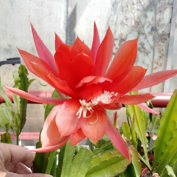 Epiphyllum-Hybr. Prometheus