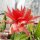 Epiphyllum-Hybr. Prometheus