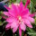 Epiphyllum-Hybr. Pulheim lila