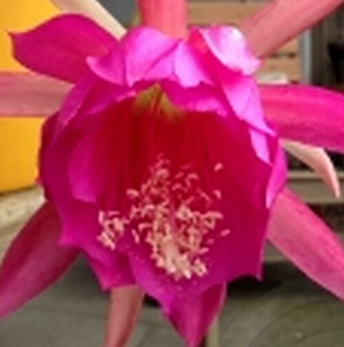Epiphyllum-Hybr. Pulheim rosa