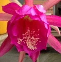 Epiphyllum-Hybr. Pulheim rosa