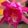 Epiphyllum-Hybr. Pulheim rosa