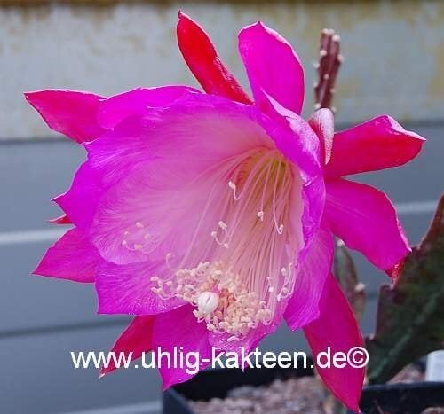 Epiphyllum-Hybr. Punch Bowl