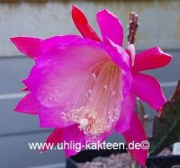 Epiphyllum-Hybr. Punch Bowl