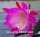 Epiphyllum-Hybr. Punch Bowl