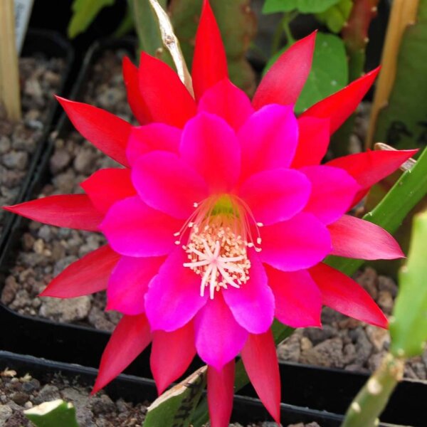 Epiphyllum-Hybr. Purple Down