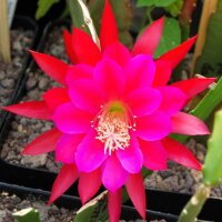 Epiphyllum-Hybr. Purple Down