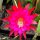 Epiphyllum-Hybr. Purple Down