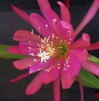 Epiphyllum-Hybr. Purple Gem