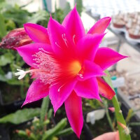 Epiphyllum-Hybr. Ramona Paetz
