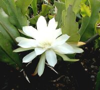 Epiphyllum-Hybr. Reward
