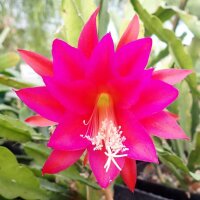 Epiphyllum-Hybr. Roger Paetz